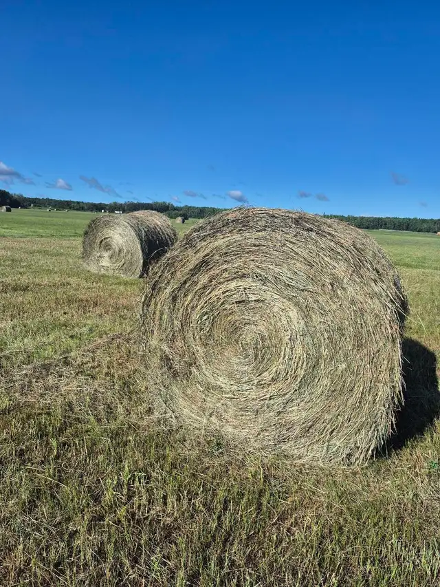 Grass Hay For Sale