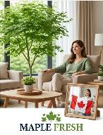 Premium House & Office Cleaning Toronto / GTA: 437-453-7187 - Photo 5