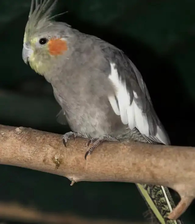 young female breeder cockatiels for sale
