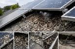Solar Panel Pigeon Proofing / Bird Criter