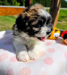 Shih Tzu Puppies!!