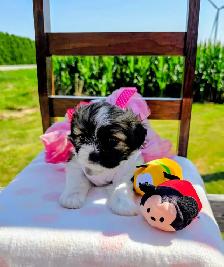 Shih Tzu Puppies!! - Photo 2