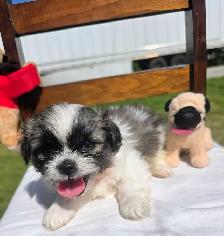Shih Tzu Puppies!! - Photo 3