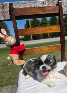 Shih Tzu Puppies!! - Photo 4