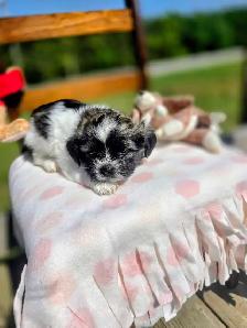 Shih Tzu Puppies!! - Photo 5
