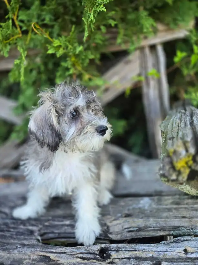 Schnoodle puppies.