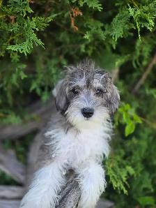 Schnoodle puppies. - Photo 2