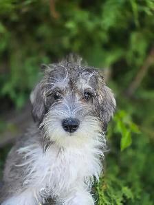 Schnoodle puppies. - Photo 3