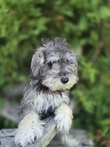 Schnoodle puppies. - Photo 4