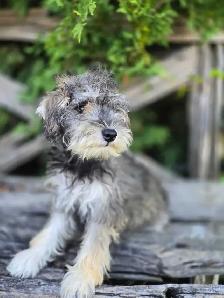 Schnoodle puppies. - Photo 5