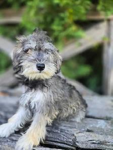 Schnoodle puppies. - Photo 6