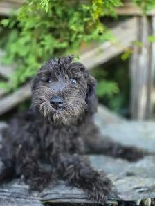 Schnoodle puppies. - Photo 7