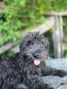 Schnoodle puppies. - Photo 8