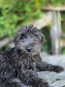 Schnoodle puppies. - Photo 9