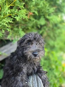 Schnoodle puppies. - Photo 10