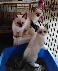 chatons Ragdoll Snowshoes