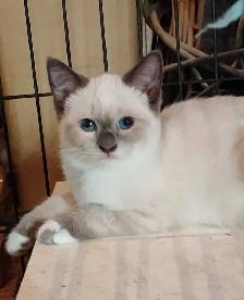 chatons Ragdoll Snowshoes - Photo 2
