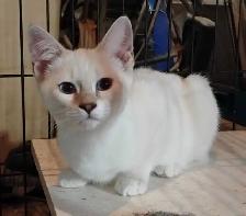 chatons Ragdoll Snowshoes - Photo 3