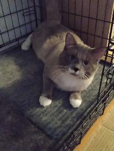 chatons Ragdoll Snowshoes - Photo 6