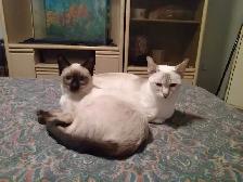 chatons Ragdoll Snowshoes - Photo 7