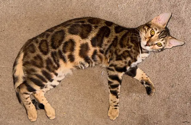 Male Bengal kitten