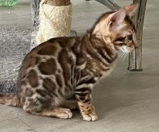 Male Bengal kitten - Photo 2