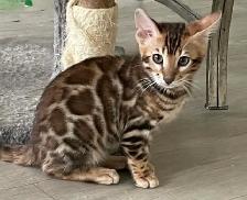 Male Bengal kitten - Photo 3