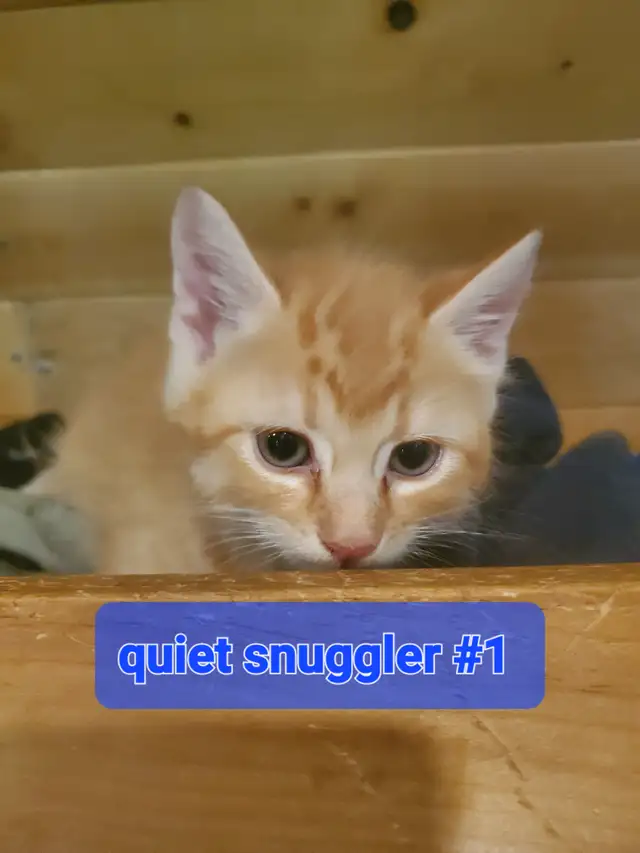 2 Tabby mixed male kittenes