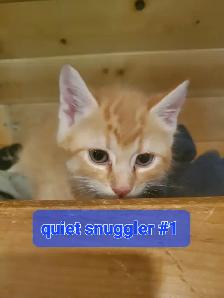 2 Tabby mixed male kittenes