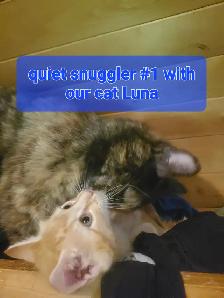 2 Tabby mixed male kittenes - Photo 2