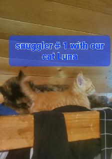 2 Tabby mixed male kittenes - Photo 3