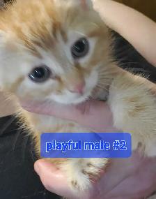 2 Tabby mixed male kittenes - Photo 5