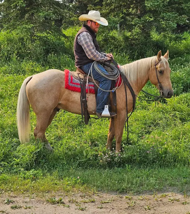Registered AQHA gelding