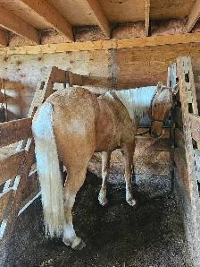 Registered AQHA gelding - Photo 4