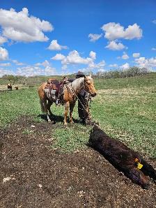 Registered AQHA gelding - Photo 5