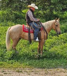 Registered AQHA gelding