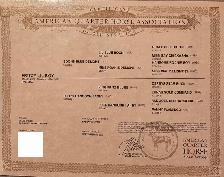 Registered AQHA gelding - Photo 2