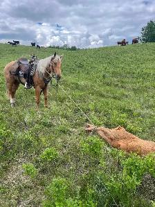 Registered AQHA gelding - Photo 3