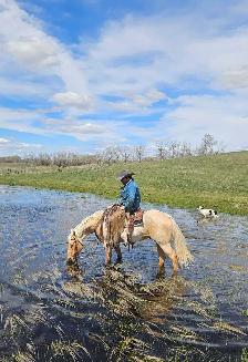 Registered AQHA gelding - Photo 6