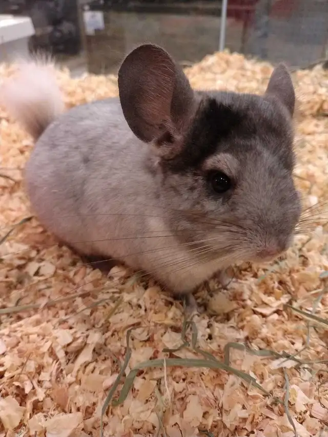baby chinchillas
