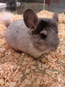 baby chinchillas