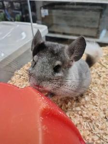 baby chinchillas - Photo 2