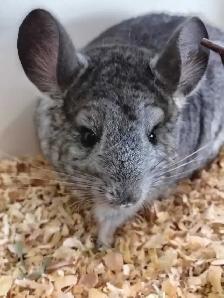 baby chinchillas - Photo 3