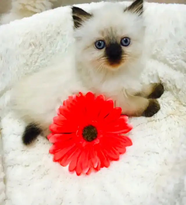 GORGEOUS BABY WHITEMITTTED & CHOCOLATEPOINT RAGDOLLS!!