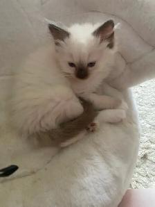 GORGEOUS BABY WHITEMITTTED & CHOCOLATEPOINT RAGDOLLS!! - Photo 5