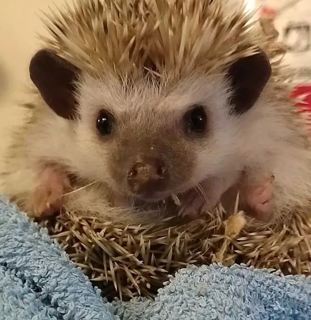 baby hedgehogs