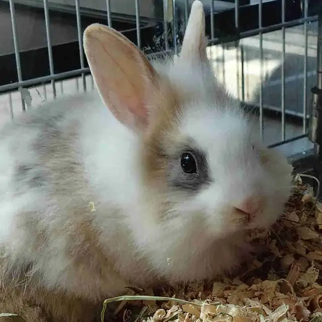 lionhead rabbit
