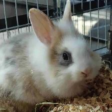 lionhead rabbit