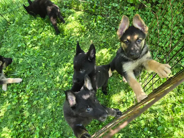 German Shepherd Puppies for Sale