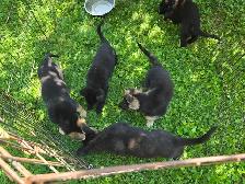 German Shepherd Puppies for Sale - Photo 2